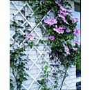 e12a29538eb946b3533e859f57b9d0ab.jpg thumbnail